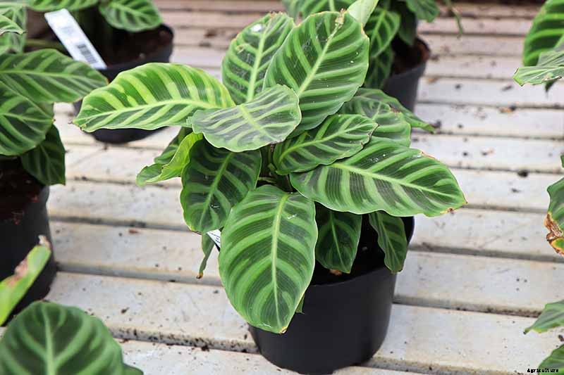 Worth Its Stripes: How to Grow and Care for Calathea Zebrina Plants