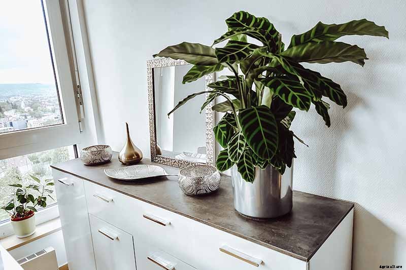 Worth Its Stripes: How to Grow and Care for Calathea Zebrina Plants
