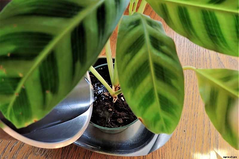Worth Its Stripes: How to Grow and Care for Calathea Zebrina Plants