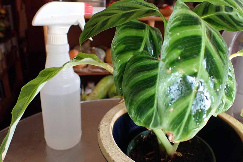 Worth Its Stripes: How to Grow and Care for Calathea Zebrina Plants