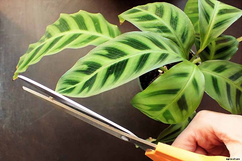 Worth Its Stripes: How to Grow and Care for Calathea Zebrina Plants