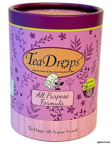 Worth Its Stripes: How to Grow and Care for Calathea Zebrina Plants