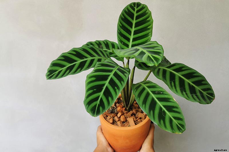 Worth Its Stripes: How to Grow and Care for Calathea Zebrina Plants