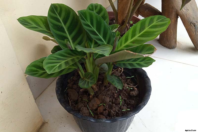 Worth Its Stripes: How to Grow and Care for Calathea Zebrina Plants