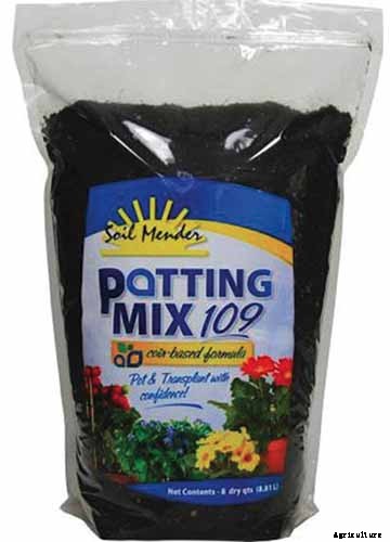 Worth Its Stripes: How to Grow and Care for Calathea Zebrina Plants