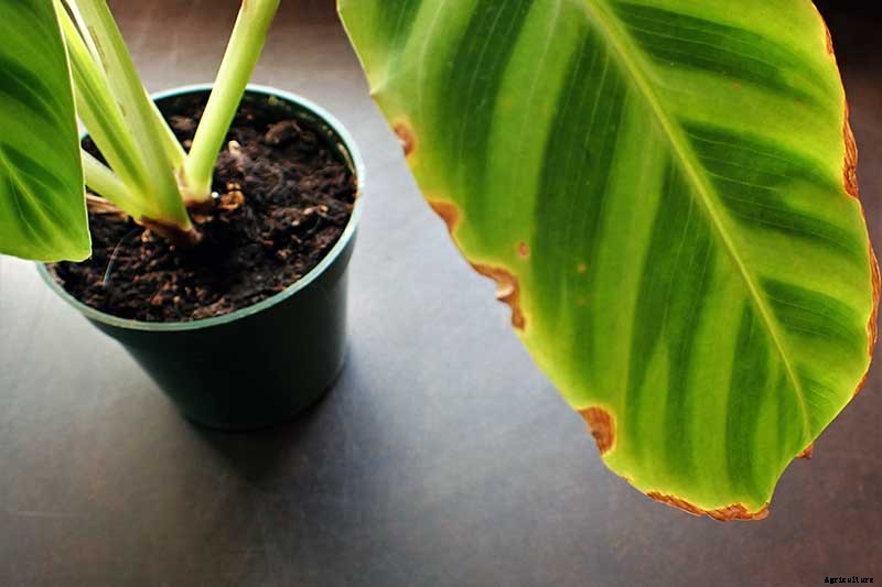 Worth Its Stripes: How to Grow and Care for Calathea Zebrina Plants