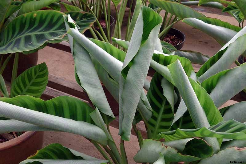 Worth Its Stripes: How to Grow and Care for Calathea Zebrina Plants
