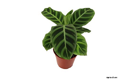 Worth Its Stripes: How to Grow and Care for Calathea Zebrina Plants