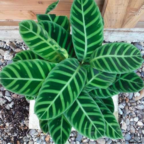 Worth Its Stripes: How to Grow and Care for Calathea Zebrina Plants