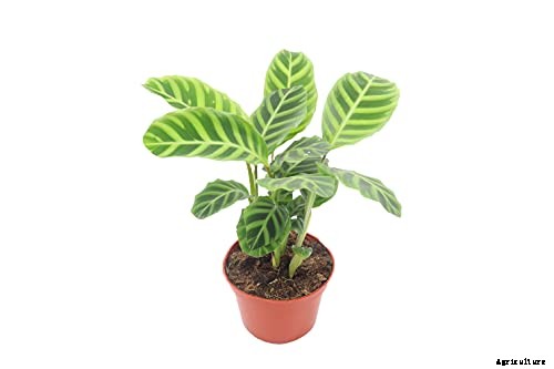 Worth Its Stripes: How to Grow and Care for Calathea Zebrina Plants