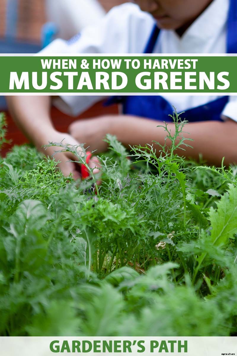 Pick Early and Often: How to Harvest Mustard Greens
