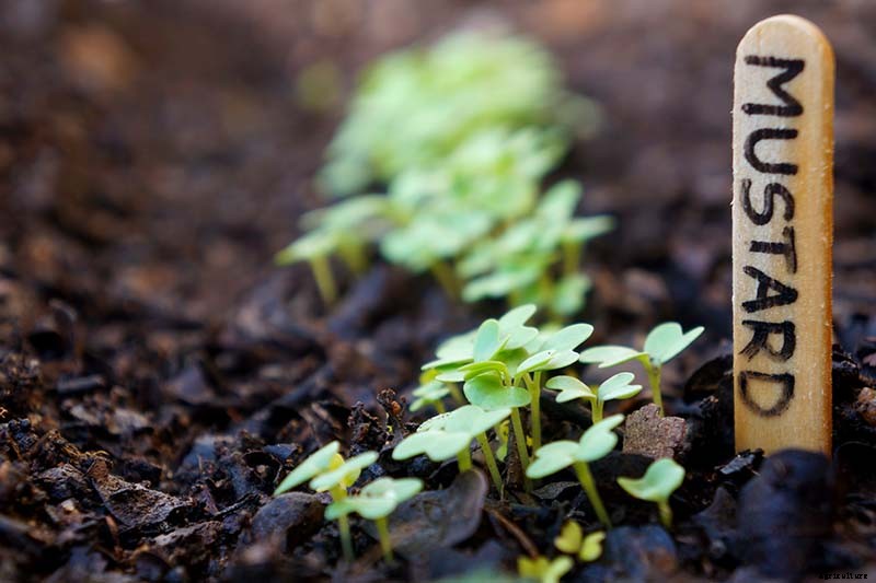 Pick Early and Often: How to Harvest Mustard Greens