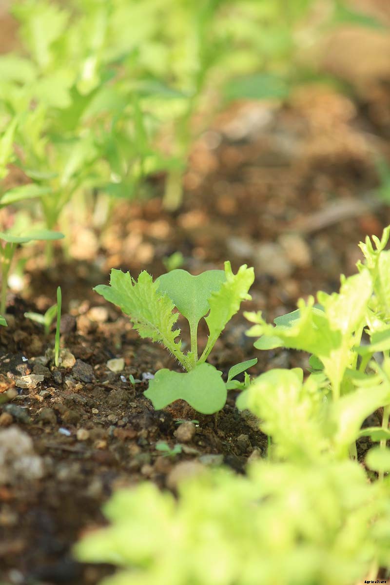 Pick Early and Often: How to Harvest Mustard Greens