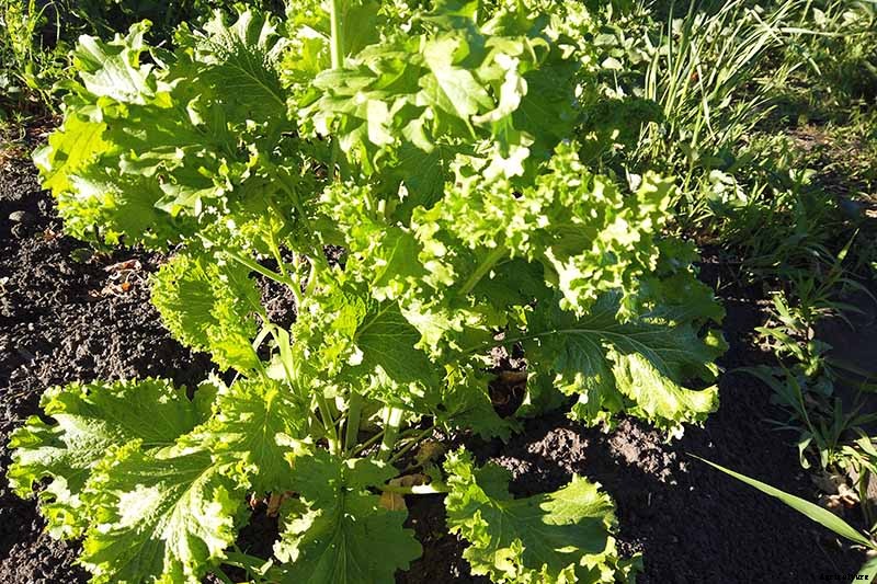 Pick Early and Often: How to Harvest Mustard Greens