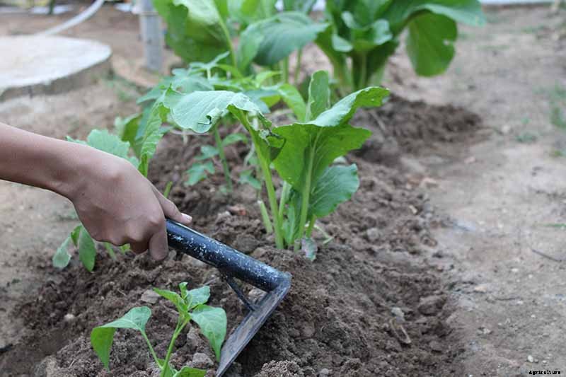 Pick Early and Often: How to Harvest Mustard Greens