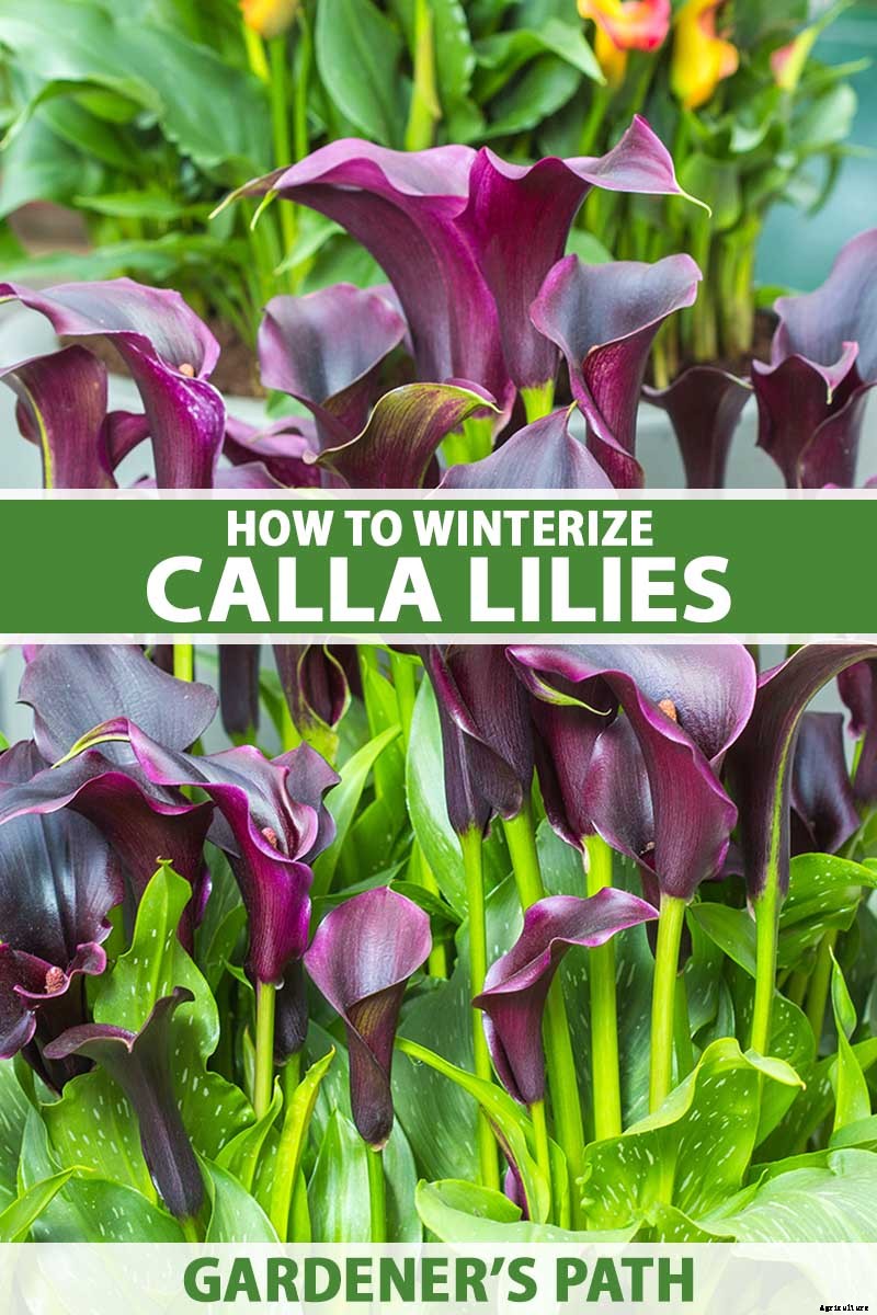 Tips for Calla Lily Winter Care