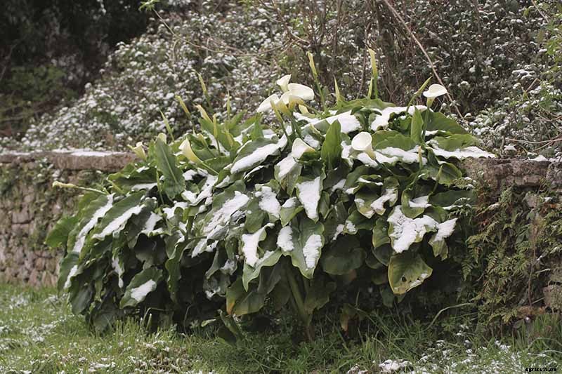Tips for Calla Lily Winter Care