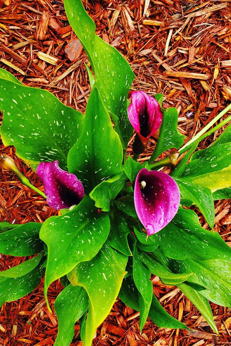 Tips for Calla Lily Winter Care