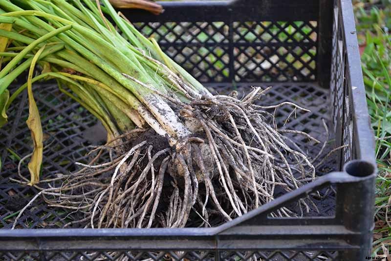 Tips for Calla Lily Winter Care