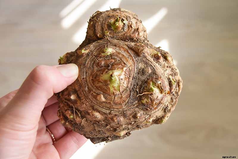 Tips for Calla Lily Winter Care