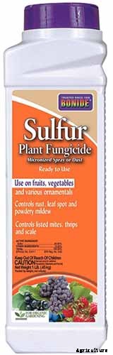 Tips for Calla Lily Winter Care