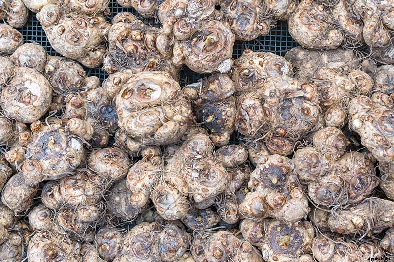 Tips for Calla Lily Winter Care