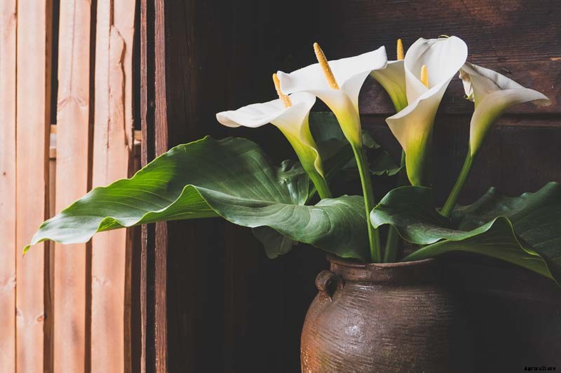 Tips for Calla Lily Winter Care