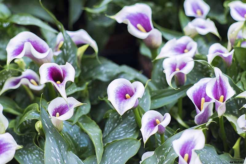 Tips for Calla Lily Winter Care