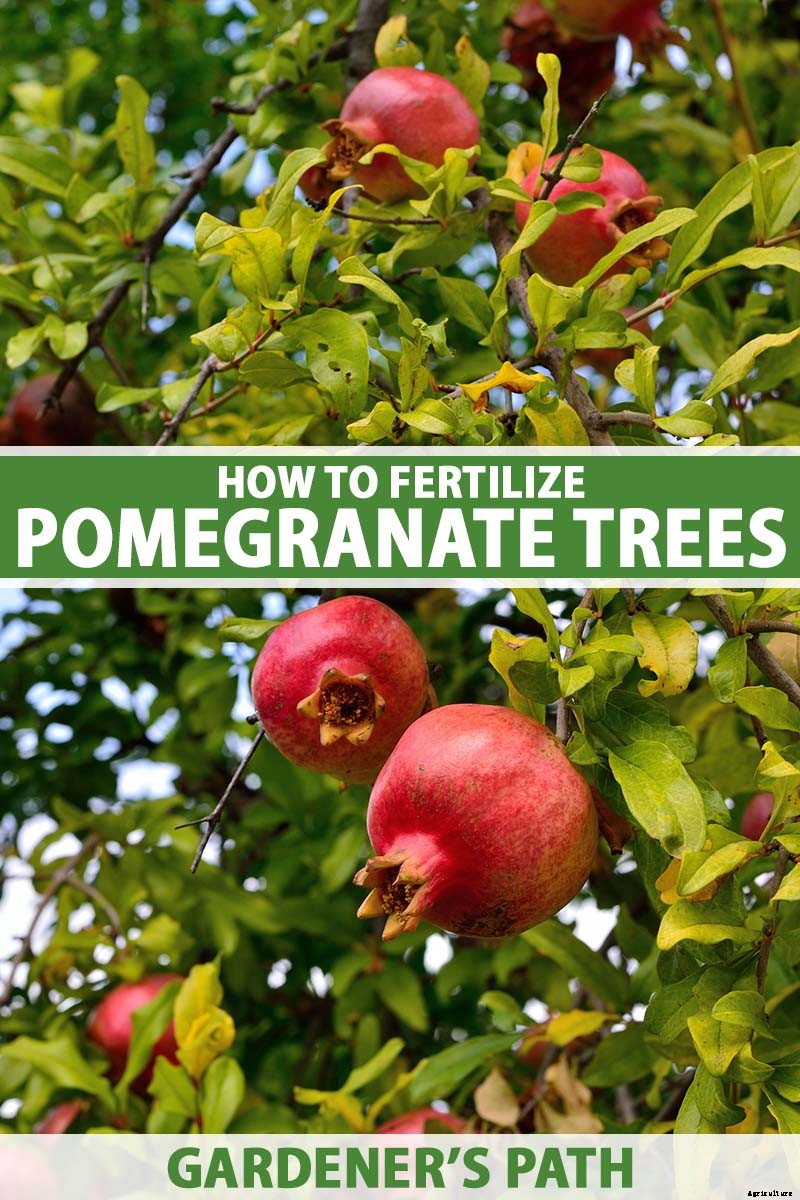 How and When to Fertilize Fruiting Pomegranates