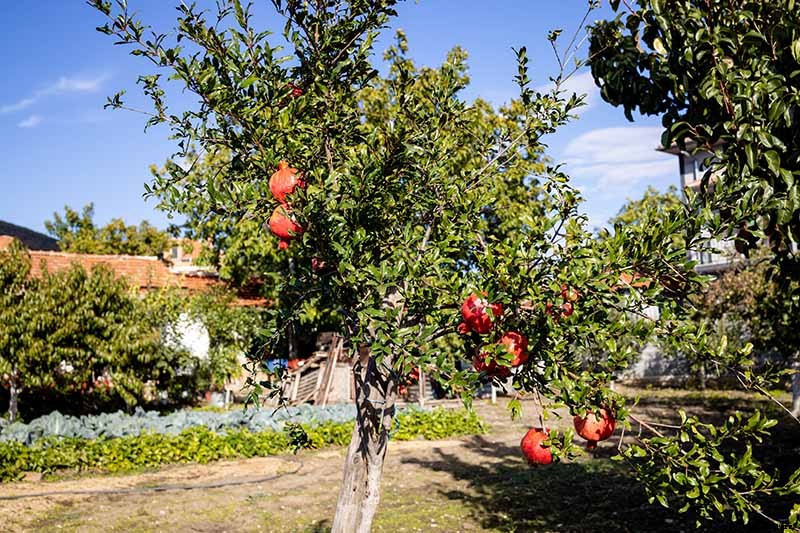 How and When to Fertilize Fruiting Pomegranates