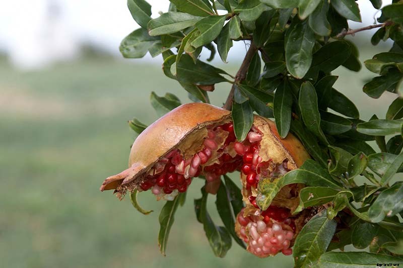 How and When to Fertilize Fruiting Pomegranates