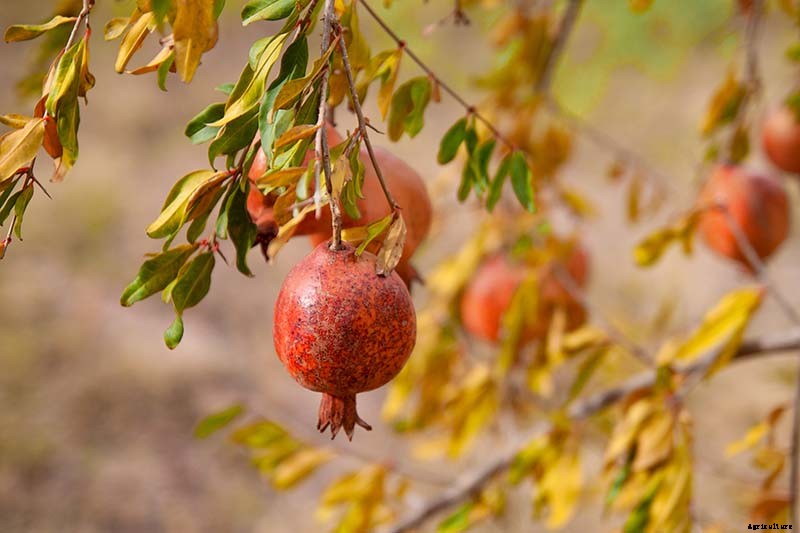 How and When to Fertilize Fruiting Pomegranates