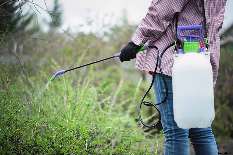 How and When to Fertilize Fruiting Pomegranates