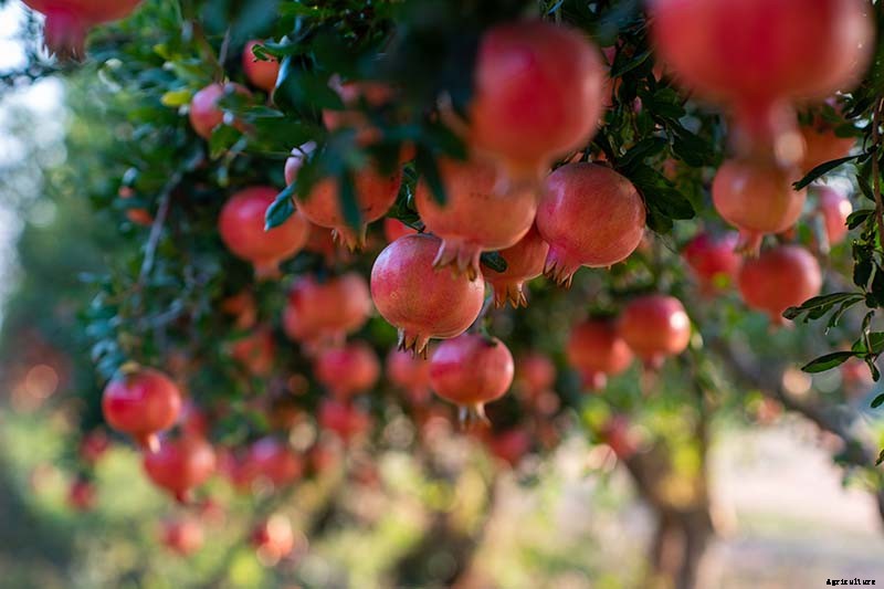 How and When to Fertilize Fruiting Pomegranates