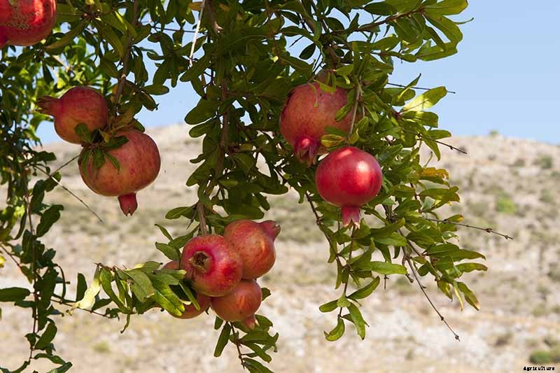How and When to Fertilize Fruiting Pomegranates