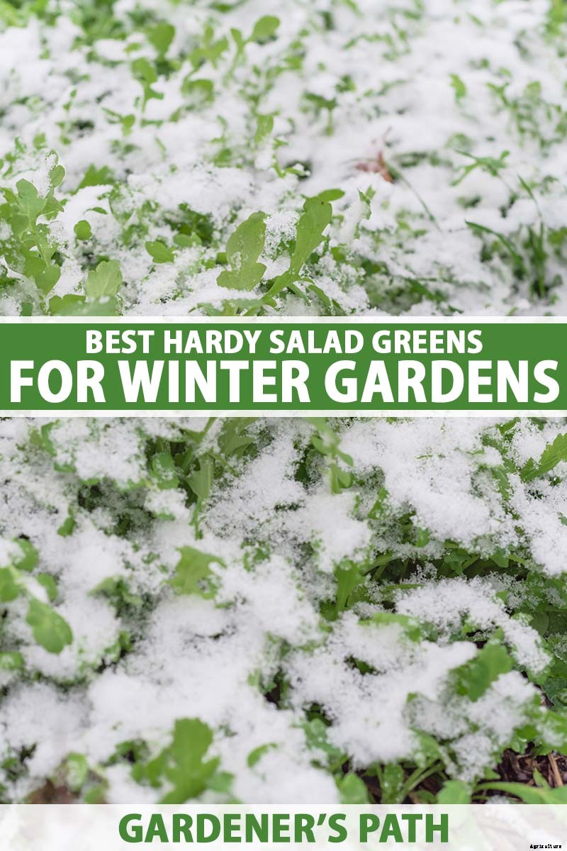 7 Hardy Salad Greens for Winter Gardens