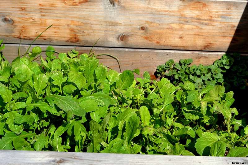 7 Hardy Salad Greens for Winter Gardens