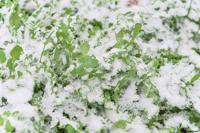 7 Hardy Salad Greens for Winter Gardens