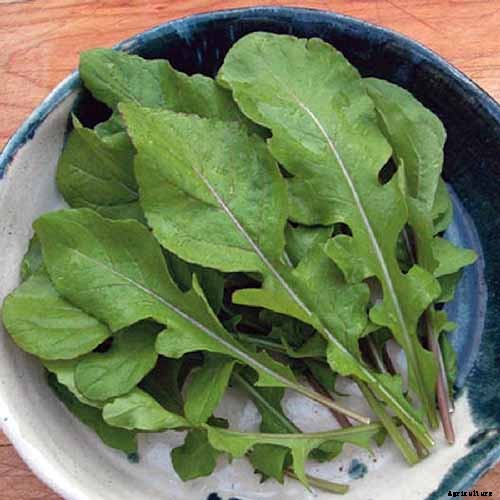 7 Hardy Salad Greens for Winter Gardens