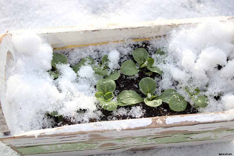 7 Hardy Salad Greens for Winter Gardens