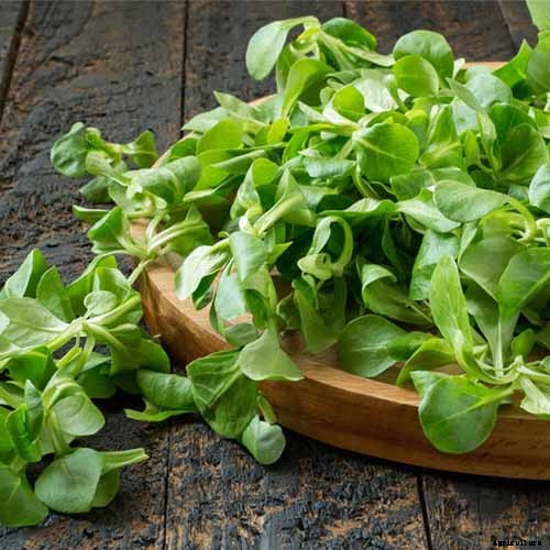 7 Hardy Salad Greens for Winter Gardens