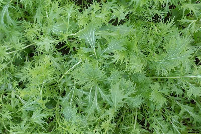 7 Hardy Salad Greens for Winter Gardens