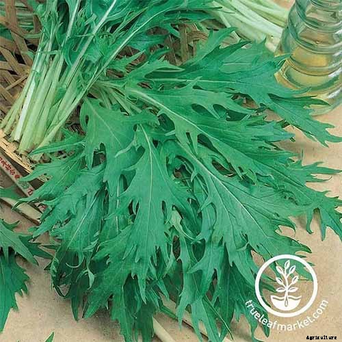 7 Hardy Salad Greens for Winter Gardens