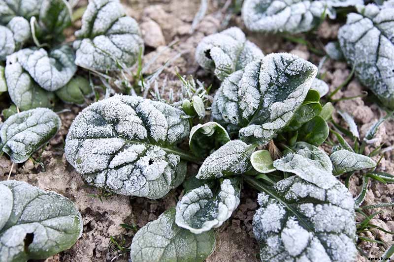 7 Hardy Salad Greens for Winter Gardens