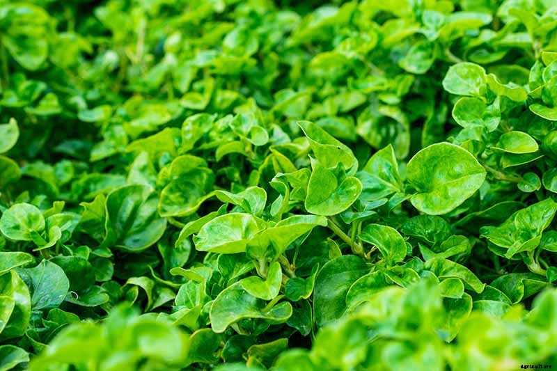 7 Hardy Salad Greens for Winter Gardens