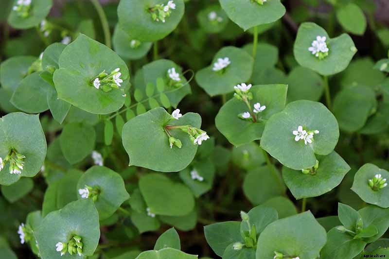 7 Hardy Salad Greens for Winter Gardens
