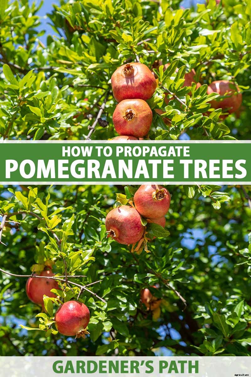 Pomegranate Propagation: The Best Methods to Grow Your Own Trees