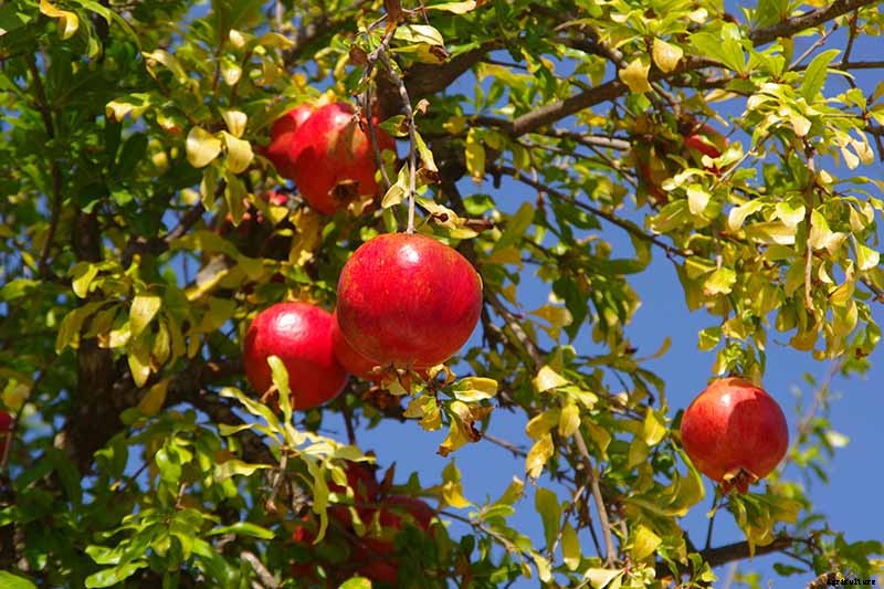 Pomegranate Propagation: The Best Methods to Grow Your Own Trees
