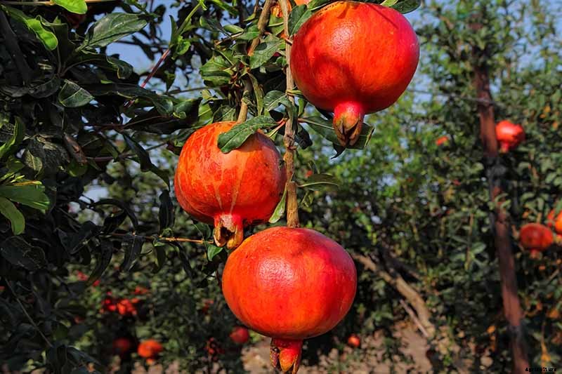 Pomegranate Propagation: The Best Methods to Grow Your Own Trees