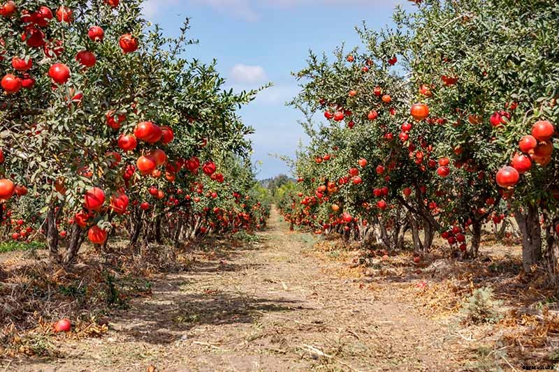 Pomegranate Propagation: The Best Methods to Grow Your Own Trees